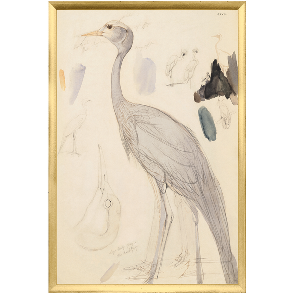 Lear – Demoiselle Crane