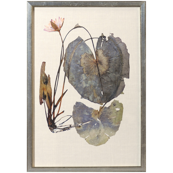 Herbarium Pressings VII