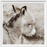 Donkey Foal