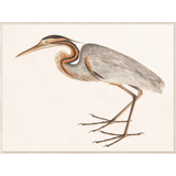 Purple Heron, C. 1800