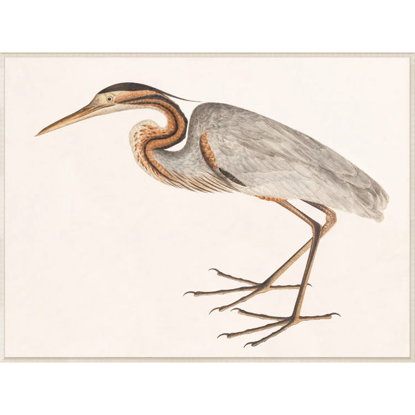 Purple Heron, C. 1800