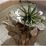 DRIFTWOOD COFFEE TABLE