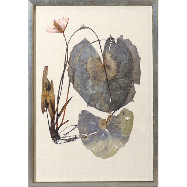 Herbarium Pressings VII