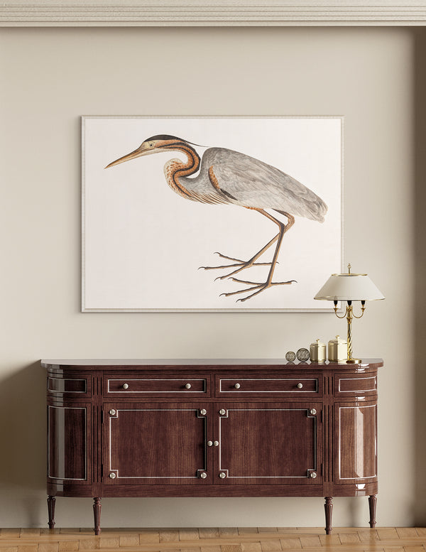 Purple Heron, C. 1800