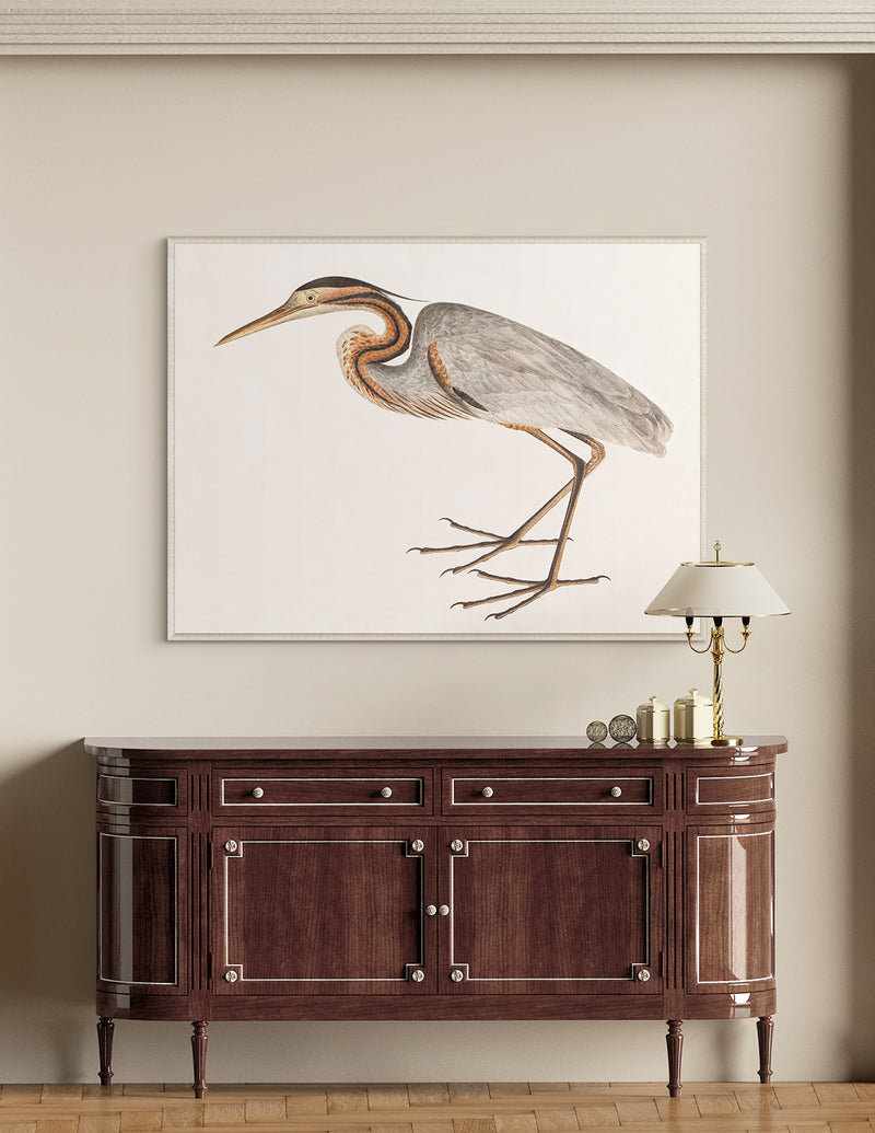 Purple Heron, C. 1800