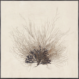 Sea Fan
