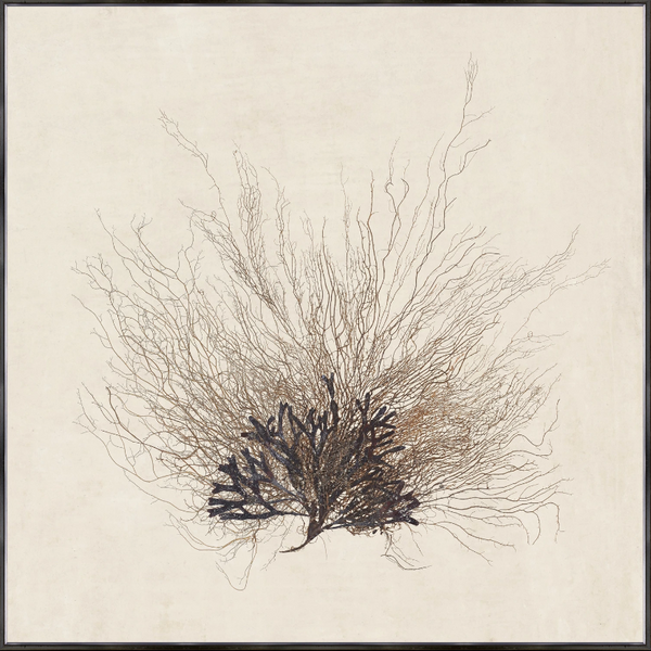 Sea Fan