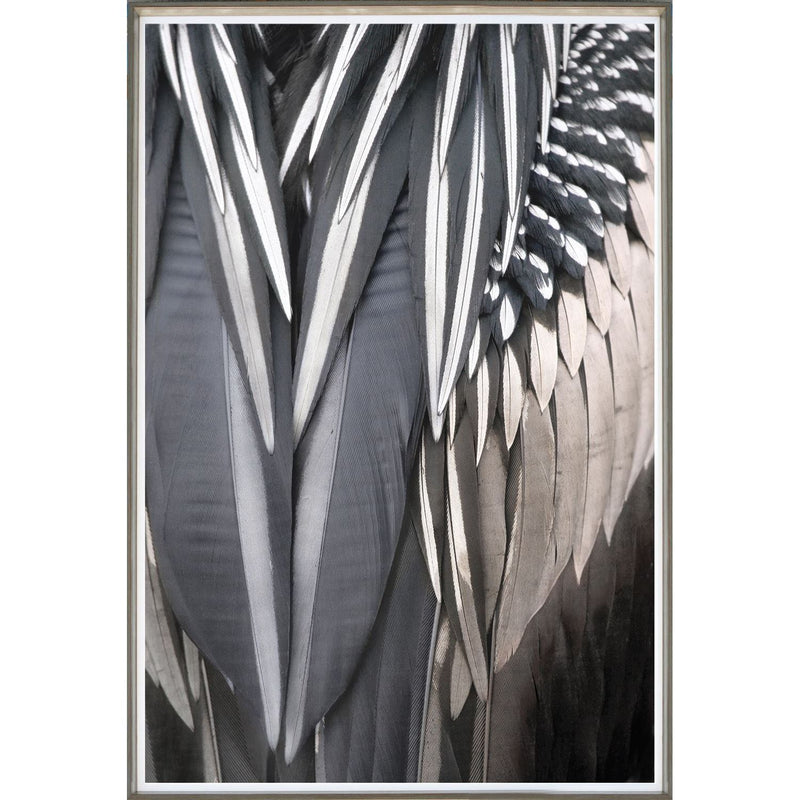 Anhinga Feather - Framed