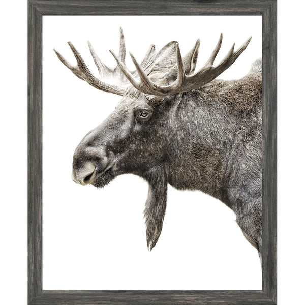 Algonquin Moose Grey - Framed Small