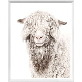 Angora Goat - Mini - White