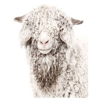 Acrylic - Angora Goat